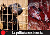 visoni uccisi