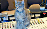 gatto su console